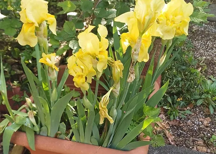 Galerie In דירה הירט